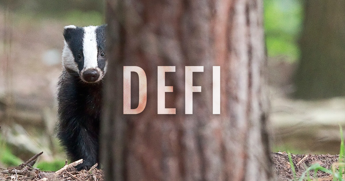 Bitcoin DeFi project Badger DAO diversifies its $21 million treasury