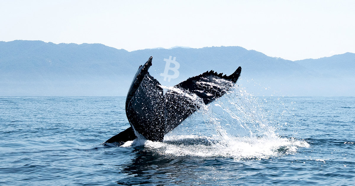 Third largest Bitcoin whale purchases BTC worth $37.5 million